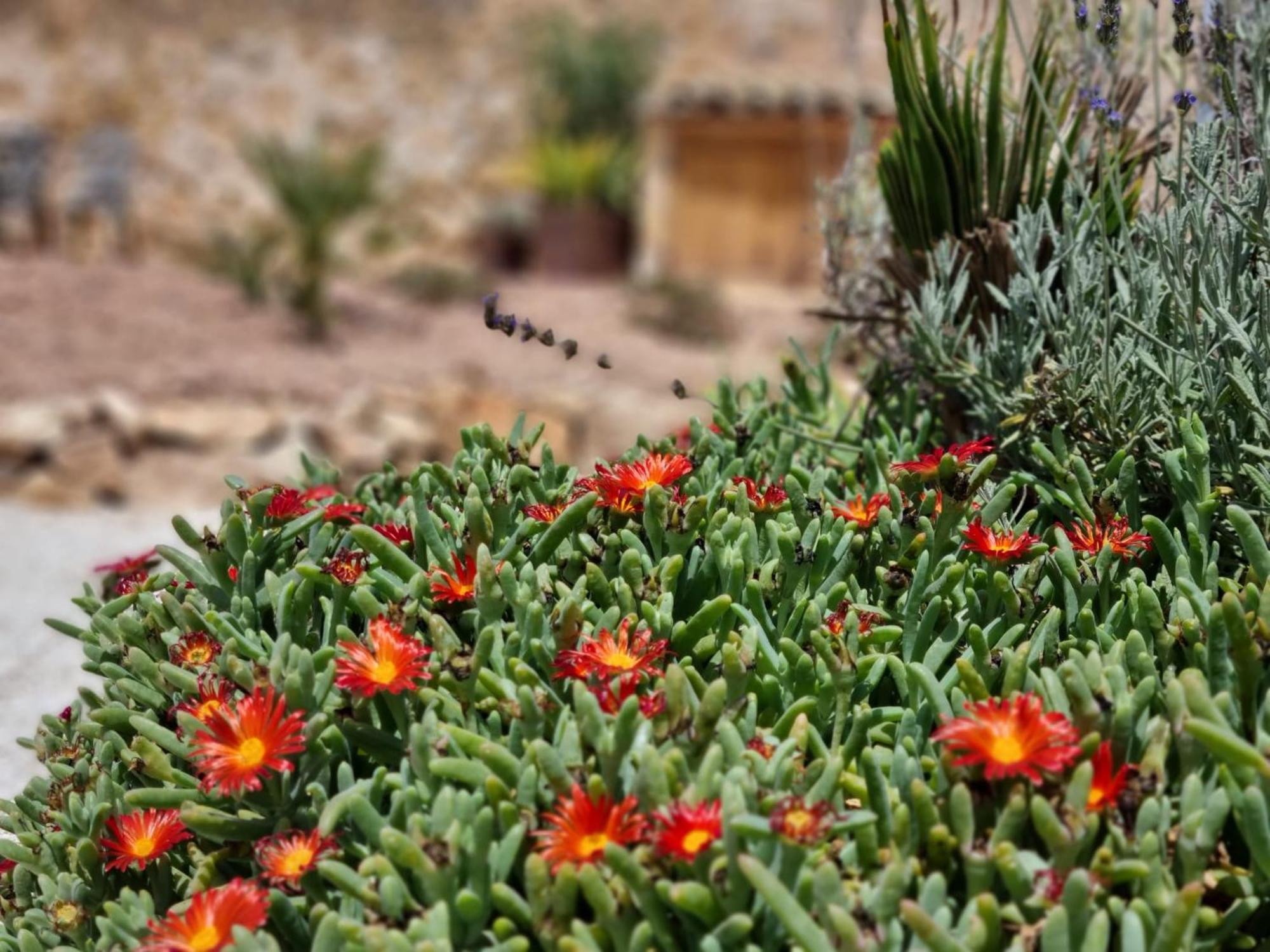 Bed and Breakfast Casa Rodriguillo Pinoso Екстер'єр фото